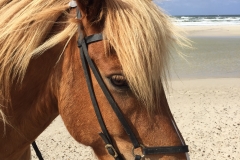 Blavand Strandausritt Dänemark